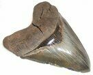 Megalodon Tooth From South Carolina - Incredibly Rare! #76664-2